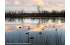 Pond on a farm in Lake County, Indiana - LAND AUCTION - 147+/- ACRES OFFERED IN 3 TRACTS IN LAKE COUNTY, INDIANA